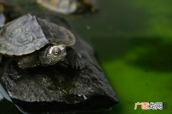 家里养龟忌讳讲解 风水龟养一只还是一对
