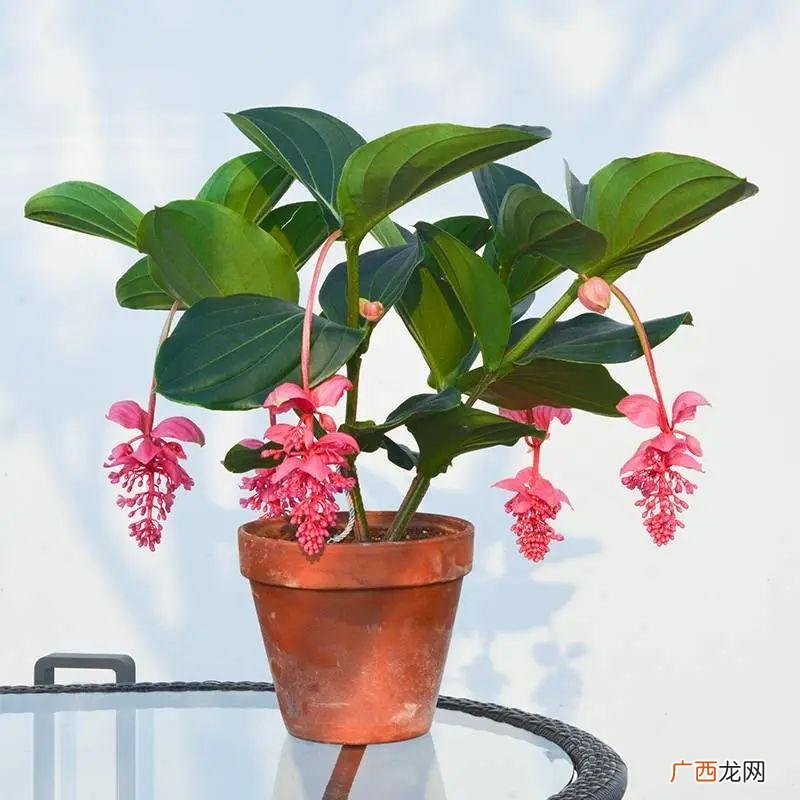 此花称花中贵妇，优雅大气 宝莲灯花的养殖方法和注意事项