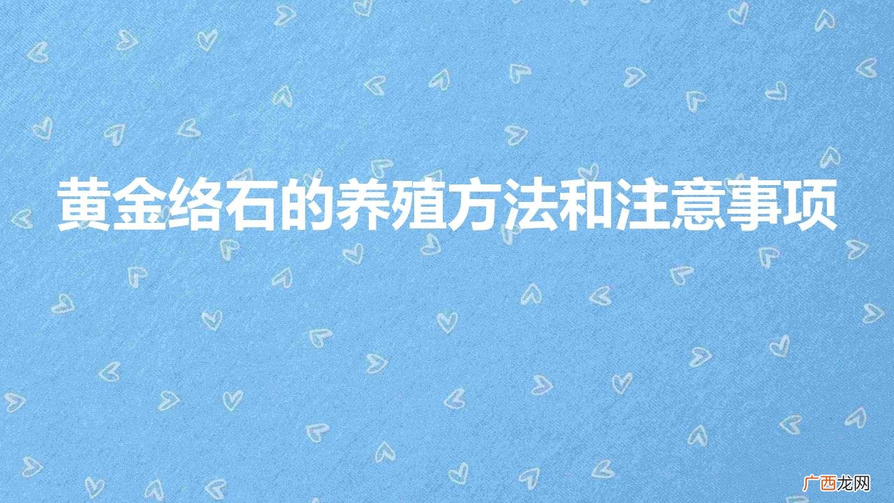 黄金络石的养殖方法和注意事项