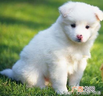 属狗人致命的缺点影响运势 属狗的人最大的缺点是什么