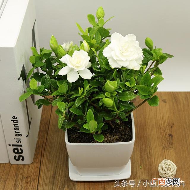 办公室摆放什么植物最招财