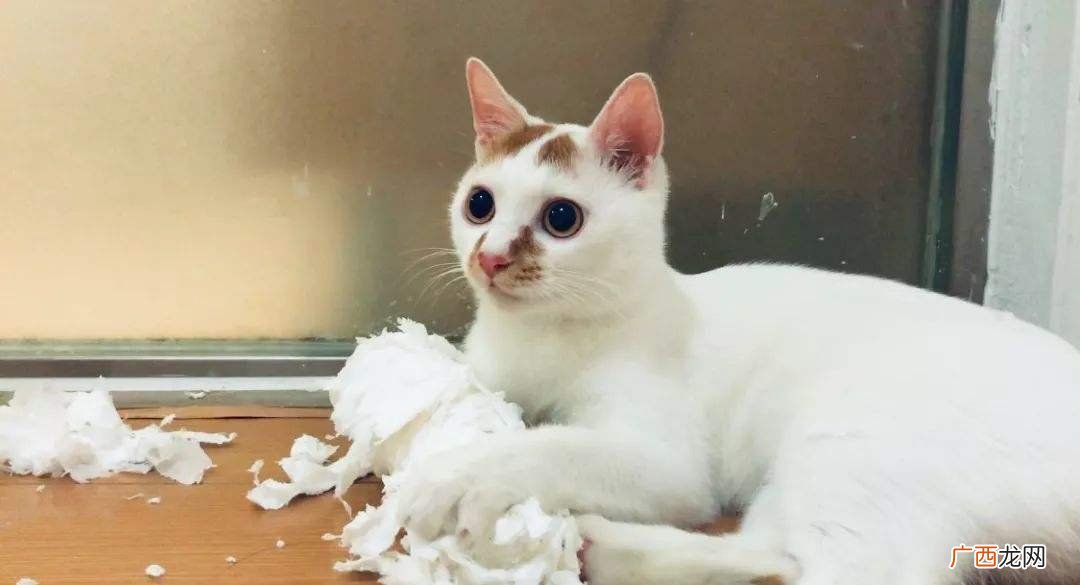 一般有这几个原因 猫咪乱拉屎的原因