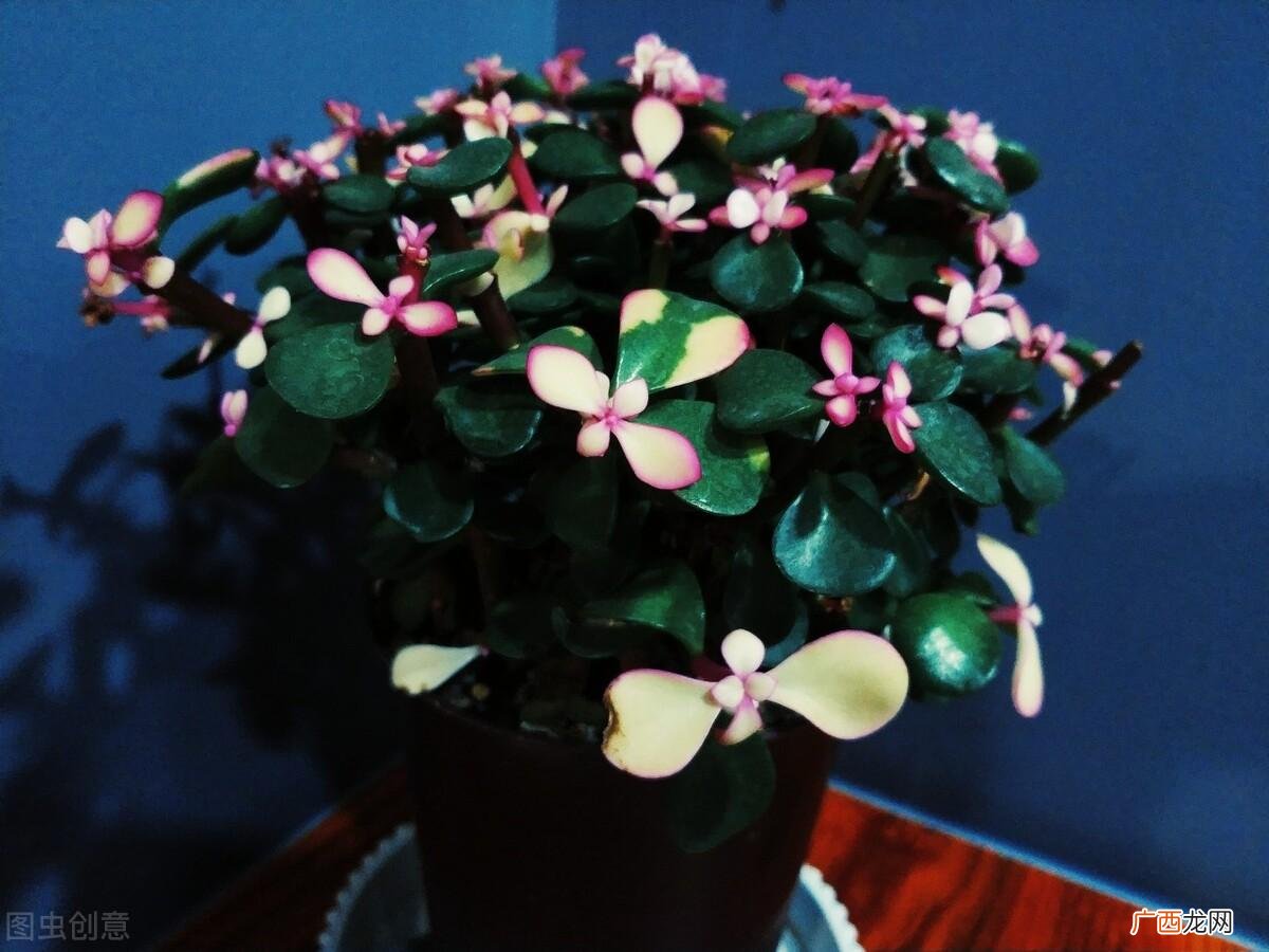 掌握5点种植方法，促进叶子变粉色 金枝玉叶怎么变成粉色