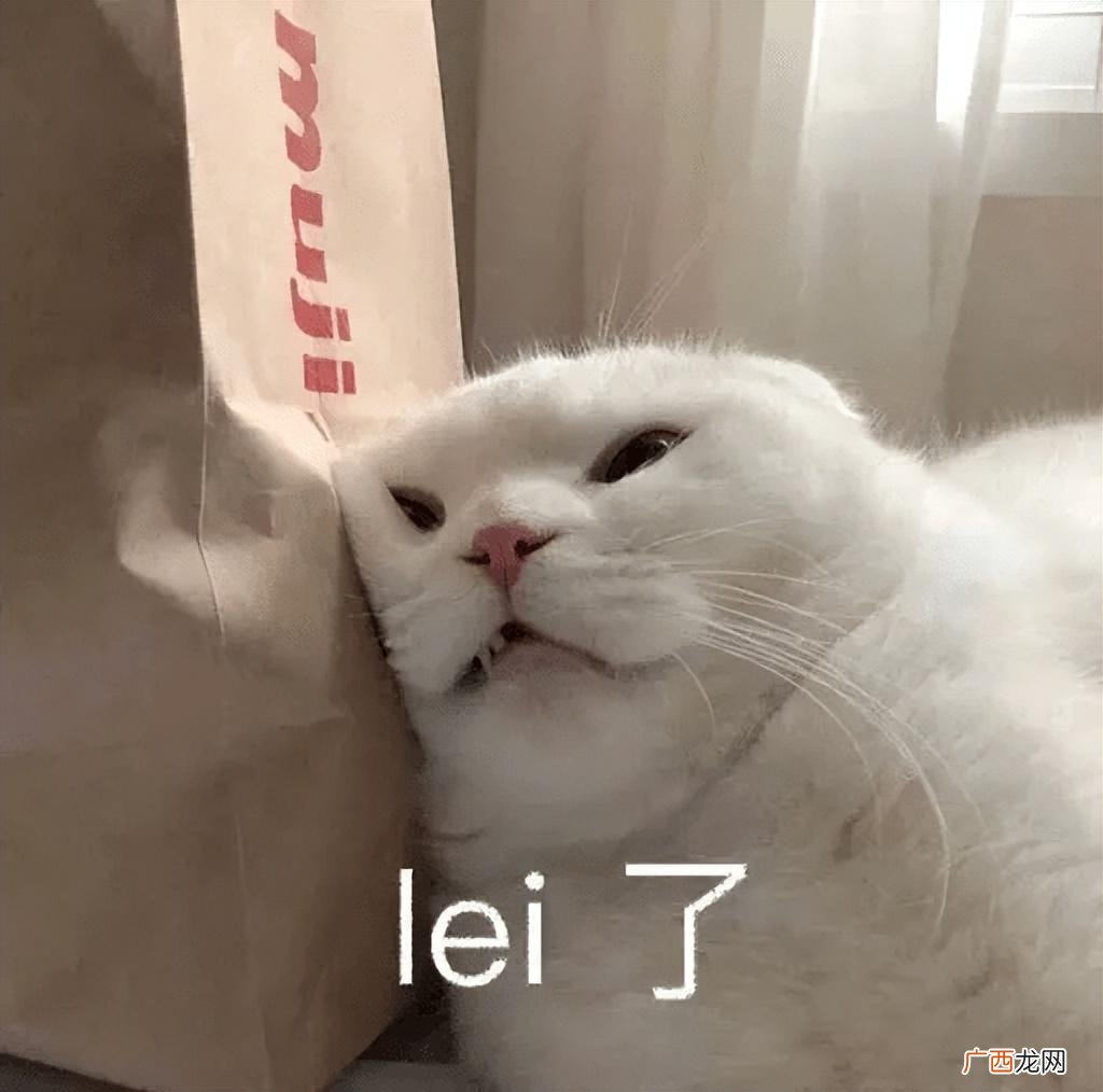养猫必备常识：猫咪感冒的征兆，要当心 猫咪感冒症状表现