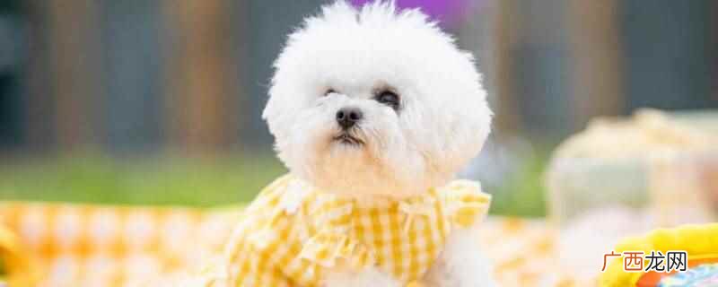 比熊母犬可以长期吃泪痕口服液吗