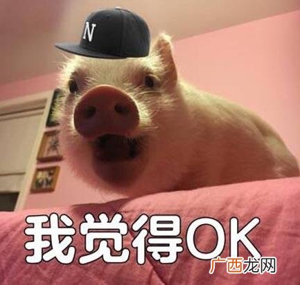 完全o几把k是什么意思什么梗？o几把k英文字母怎么写？ojbk骂人话吗