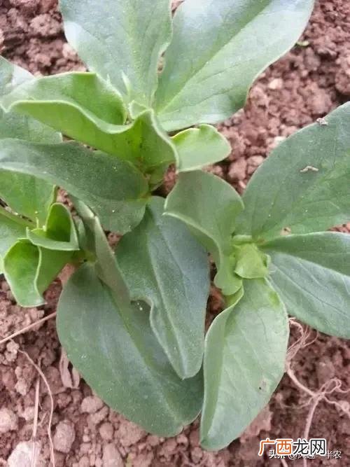 冬前如何管理，才能安全越冬 蚕豆越冬管理的方法