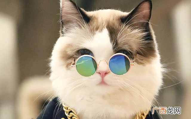 最好养，忠诚有漂亮的10种猫 最忠诚的猫前十名