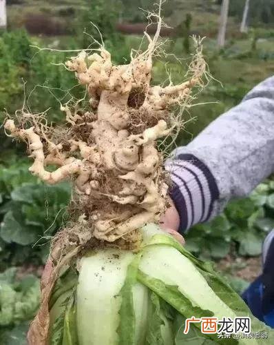大白菜根肿病的发生与防治 白菜根肿病怎么防治