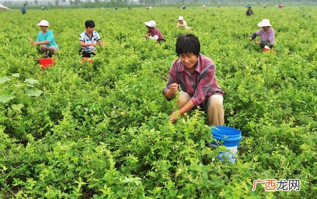 全国正宗中药材金银花的主要产地 金银花产地在哪里