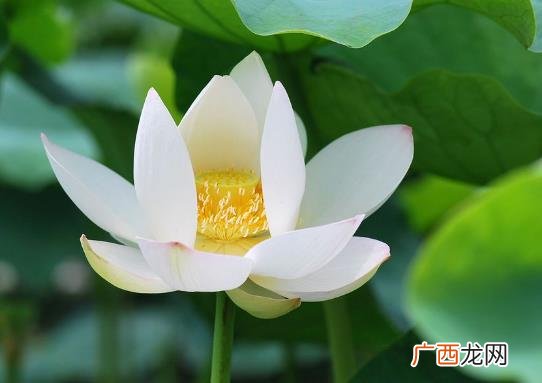 白莲花是什么意思？心机圣母婊白莲花女人性格 如何鉴定白莲花绿茶婊