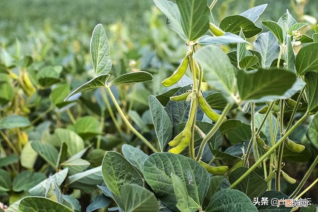 大豆现在行情如何今年补贴多少钱 大豆是粮食作物吗