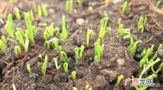 寒露后大葱还可以育苗吗？有哪些措施 寒露后大葱育苗方法和时间