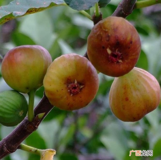 家里种无花果有什么讲究吗 无花果尽量不要种在家里吗