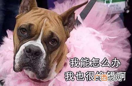 我能怎么办啊我也很绝望啊是什么梗？什么意思？出处及相关示例