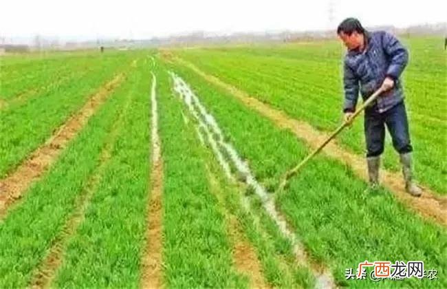小麦越冬前非要浇水？ 小麦冬天浇水好还是不浇水好