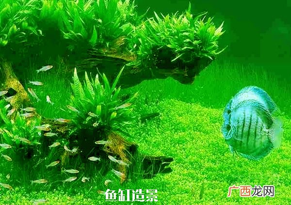常见的解决鱼缸爆藻的办法有哪些 鱼缸爆藻了怎么办