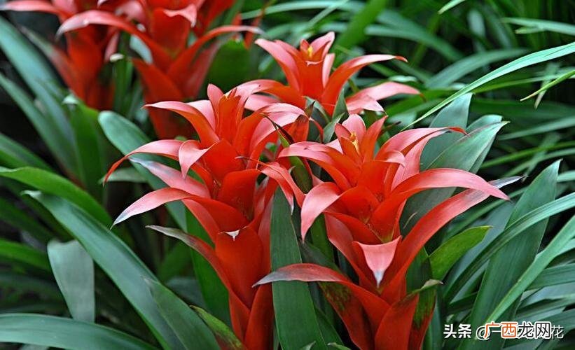 冬天养鸿运当头，教你几个小妙招，叶绿花艳开得久，寓意美好