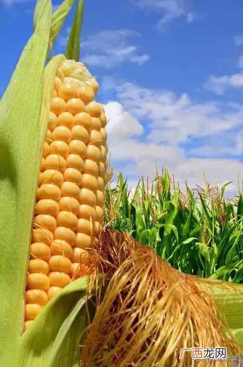夏玉米促穗大、粒重的主要措施 玉米种植时间及技术要点