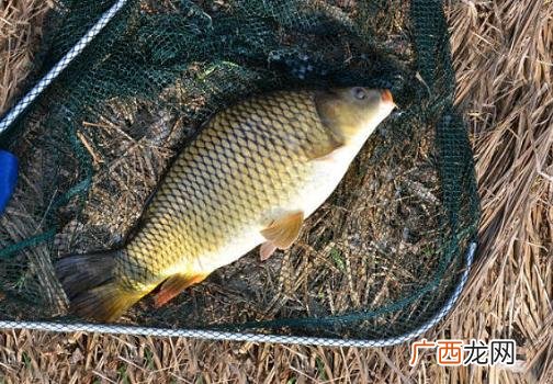 为什么鲤鱼在南方不受欢迎 鲤鱼是淡水鱼还是海水鱼