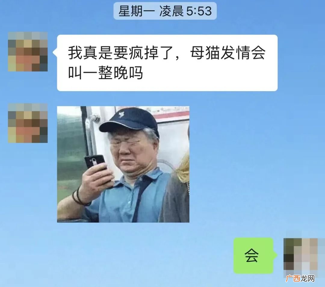 铲屎官简直成了被熬的鹰 母猫不绝育会怎么样