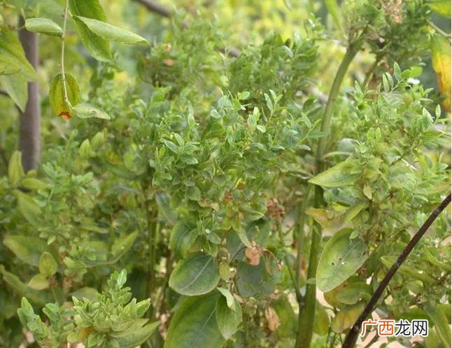 枣树发疯是如何造成的 枣树疯病最佳治疗方法