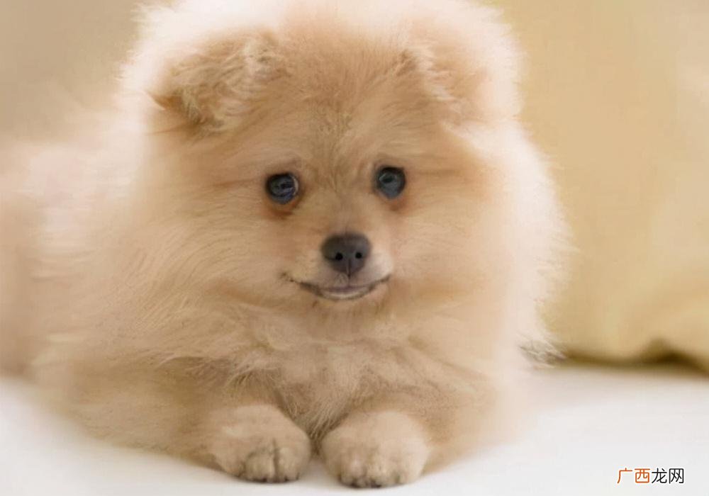 幼犬什么时候断奶吃狗粮最好 小狗多久断奶吃狗粮