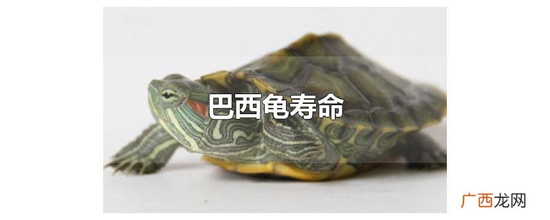 巴西龟寿命