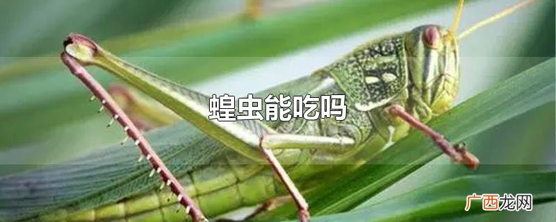 蝗虫能吃吗