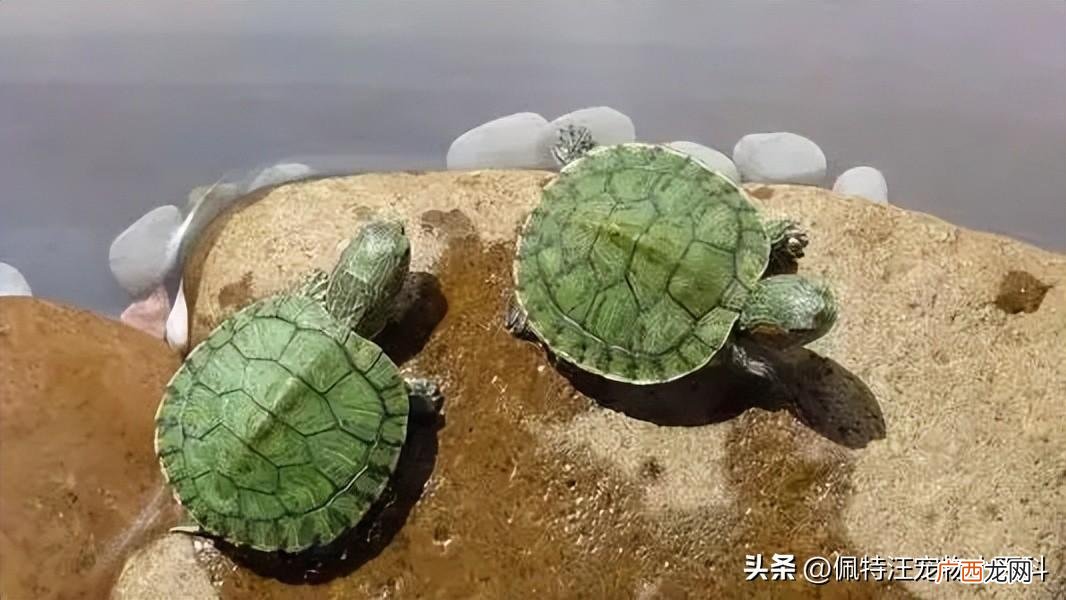 巴西龟怎么养才能活得久 巴西龟能活多久