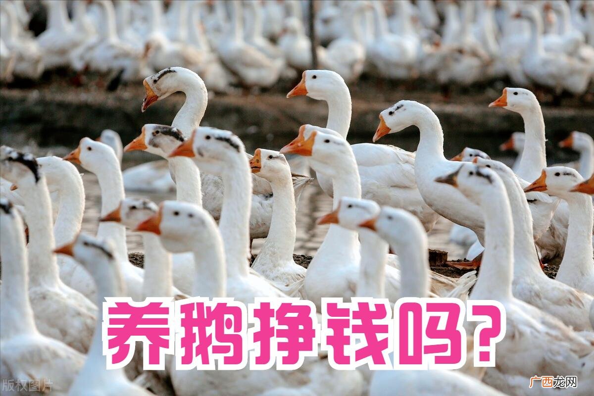 养1000只鹅需要多少成本 养鹅1000只利润和成本