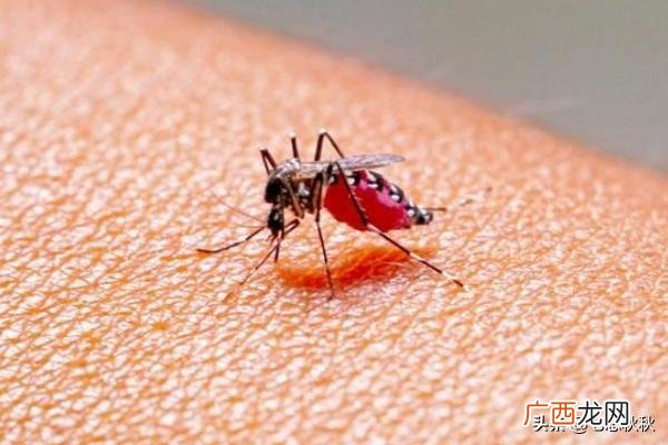 什么血型招蚊子,什么血型的人最招蚊子咬?