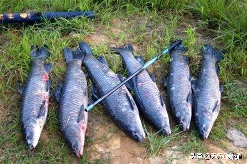 图解黑坑钓大青鱼应该如何调漂 钓青鱼调漂的正确方法