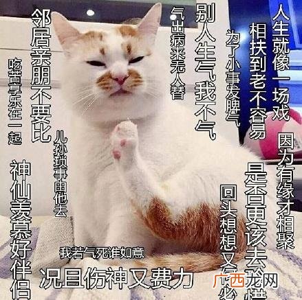 佛系是什么意思什么梗？佛系及衍生词语刷屏 佛系和佛教有关系吗