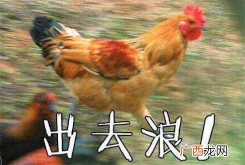 xxj是什么意思什么梗 xxj是小学鸡的拼音首字母缩写