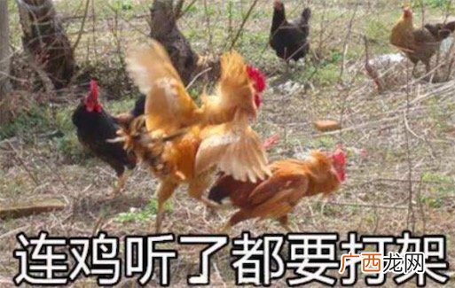 xxj是什么意思什么梗 xxj是小学鸡的拼音首字母缩写