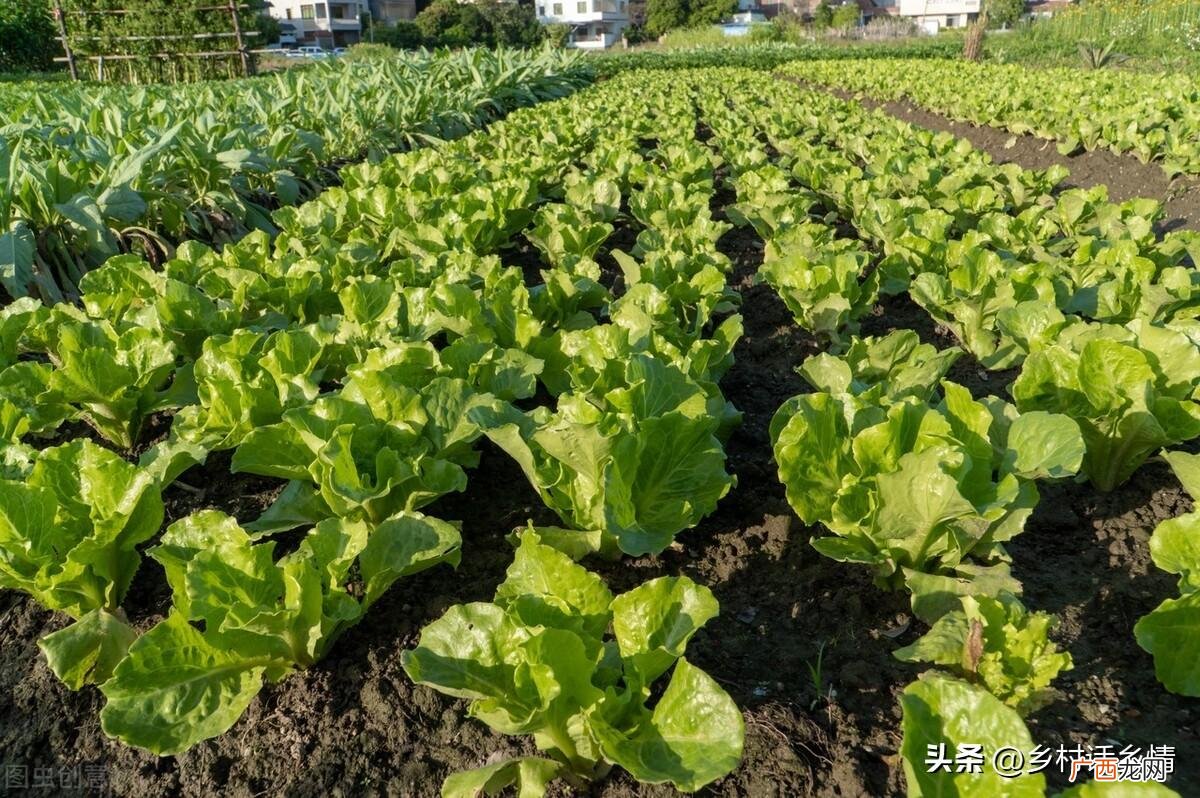 种菜施肥越多就长得越好吗 种菜怎么施肥