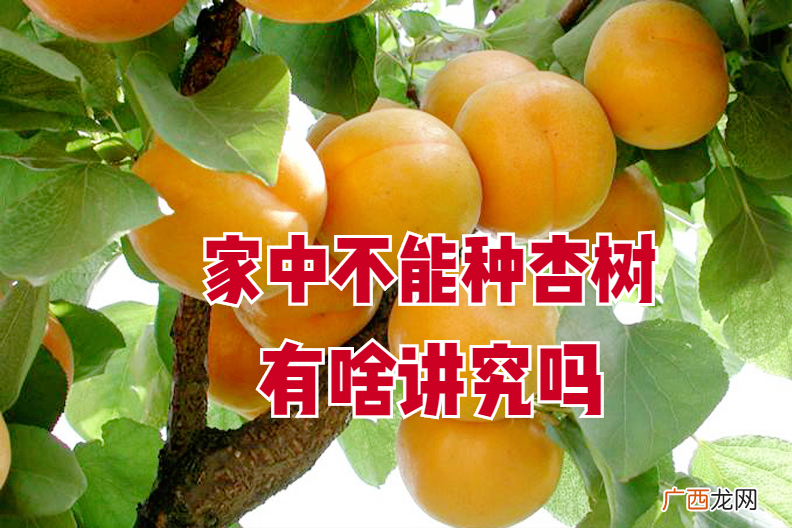 俗语“家中不栽杏，杏旺人不旺”，有啥说法 杏树为什么不能种家里