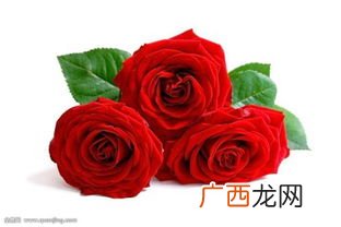 33朵玫瑰代表什么意思,玫瑰花33朵代表什么？