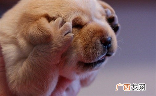 卡哇伊是什么意思什么梗 卡哇伊是可爱的意思