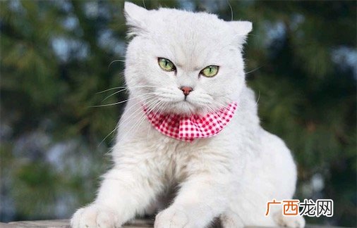 傲娇是什么意思什么梗 傲娇女的基本性格特征