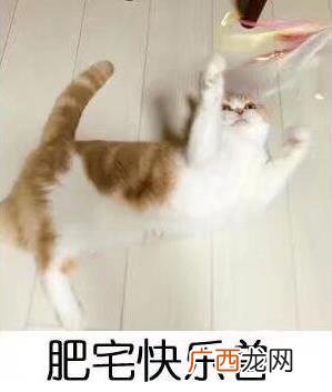 肥宅快乐水是什么意思？为什么可乐叫肥宅快乐水？喝可乐为什么长胖