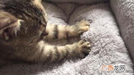 猫咪踩奶是什么意思,猫踩奶是什么意思，猫踩奶要注意什么？
