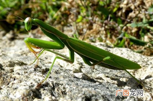 螳螂是益虫还是害虫,螳螂的食性？
