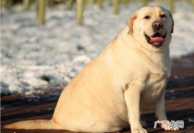 拉布拉多犬的优缺点,拉布拉多、金毛、边牧，的优缺点？