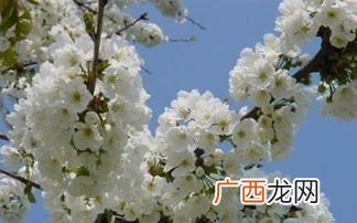 一树梨花压海棠是什么意思,一一树桃花压海棠，是什么意思？