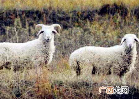 养羊50只一年赚多少钱,50只育肥羊的利润？