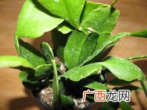 plant是什么意思,plant在口语里有什么意思？