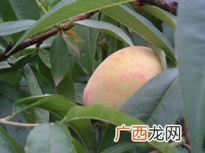 瓜田李下是什么意思,瓜田李下出自哪首诗？