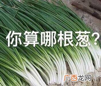 你算哪块小饼干是什么意思什么梗？卖萌式骂人怼人斗图表情包分享